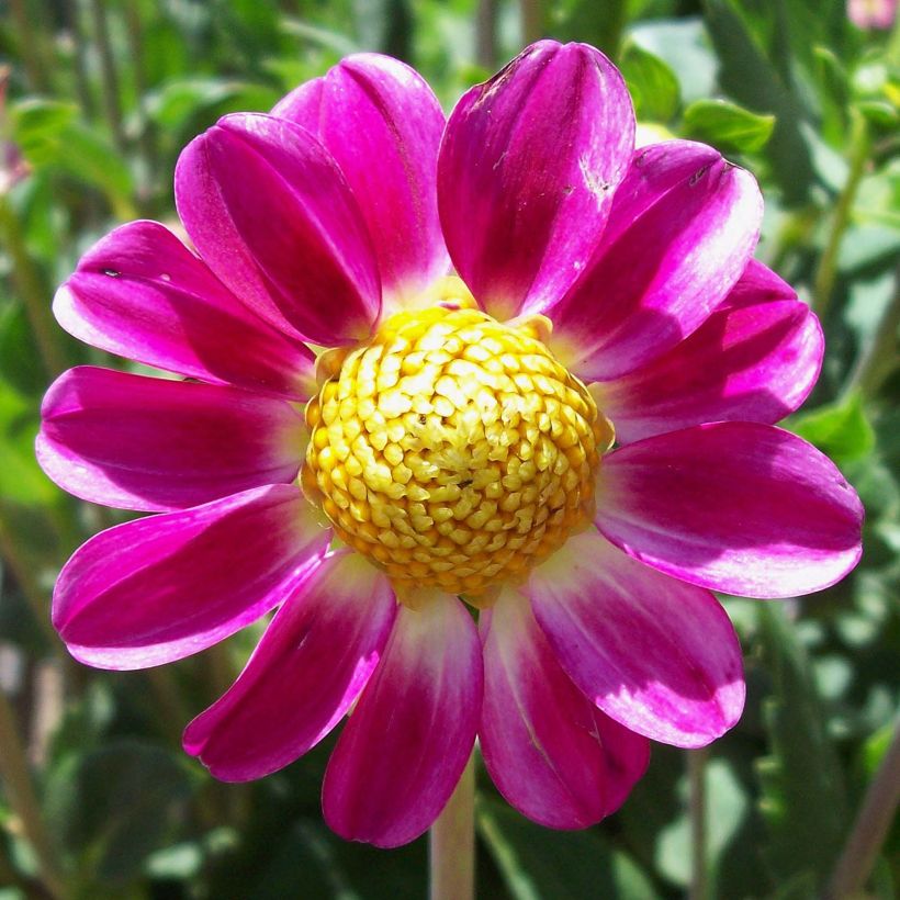 Dwergdahlia Topmix Sweetheart (Bloei)