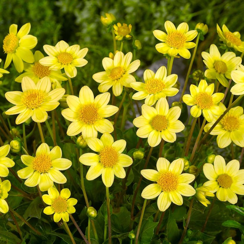 Dwergdahlia Topmix Yellow (Bloei)