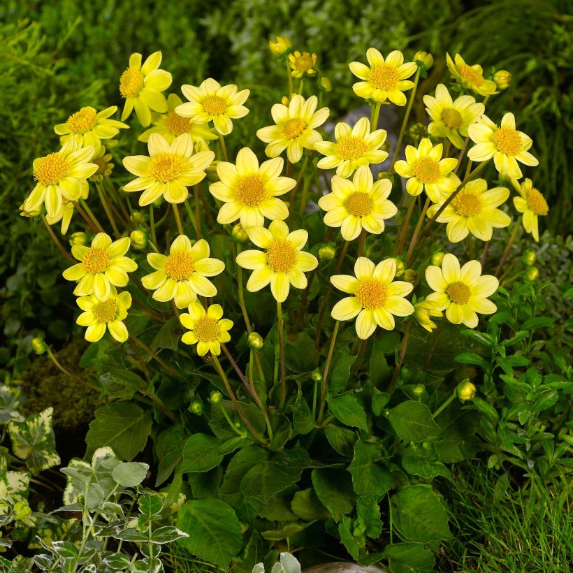 Dwergdahlia Topmix Yellow (Groeiplaats)