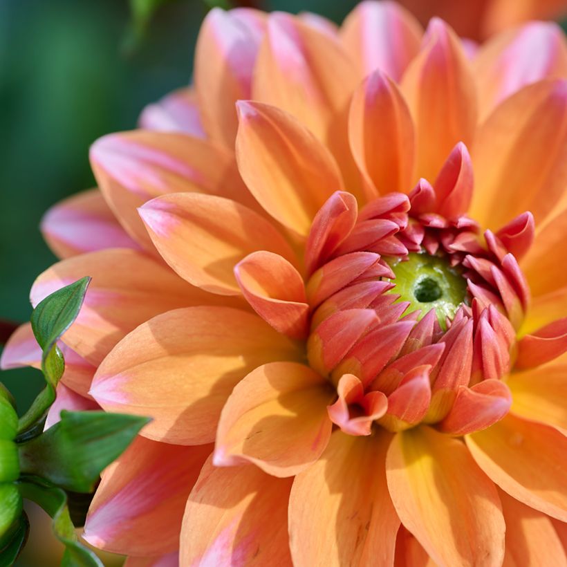 Dahlia Peaches & Vanilla - dwergdahlia (Bloei)