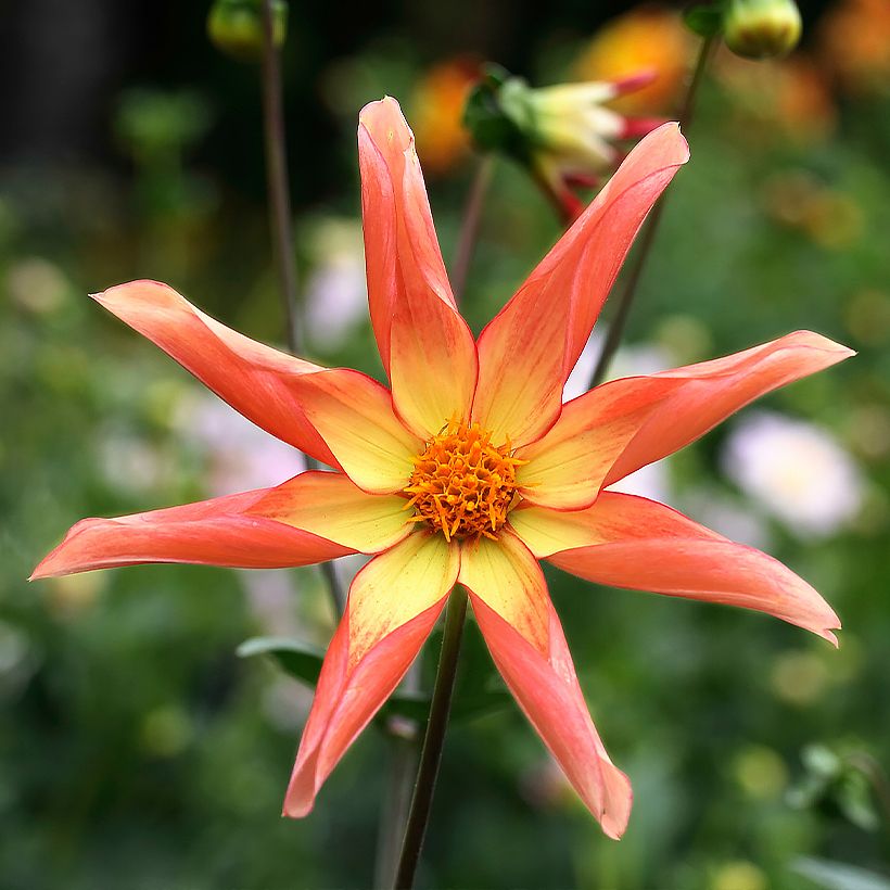 Dahlia Izarra Honka - orchideebloemige dahlia (Bloei)