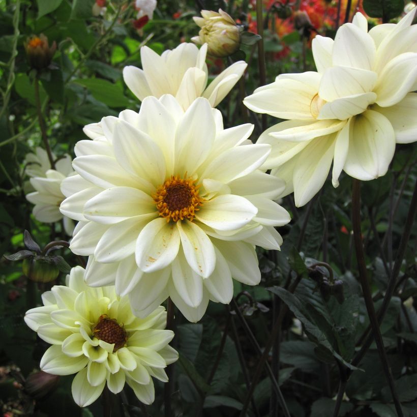 Dahlia Classic Swanlake - perkdahlia (Bloei)