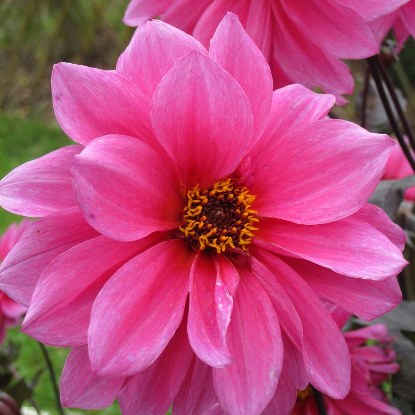 Dahlia Fascination - perkdahlia (Bloei)