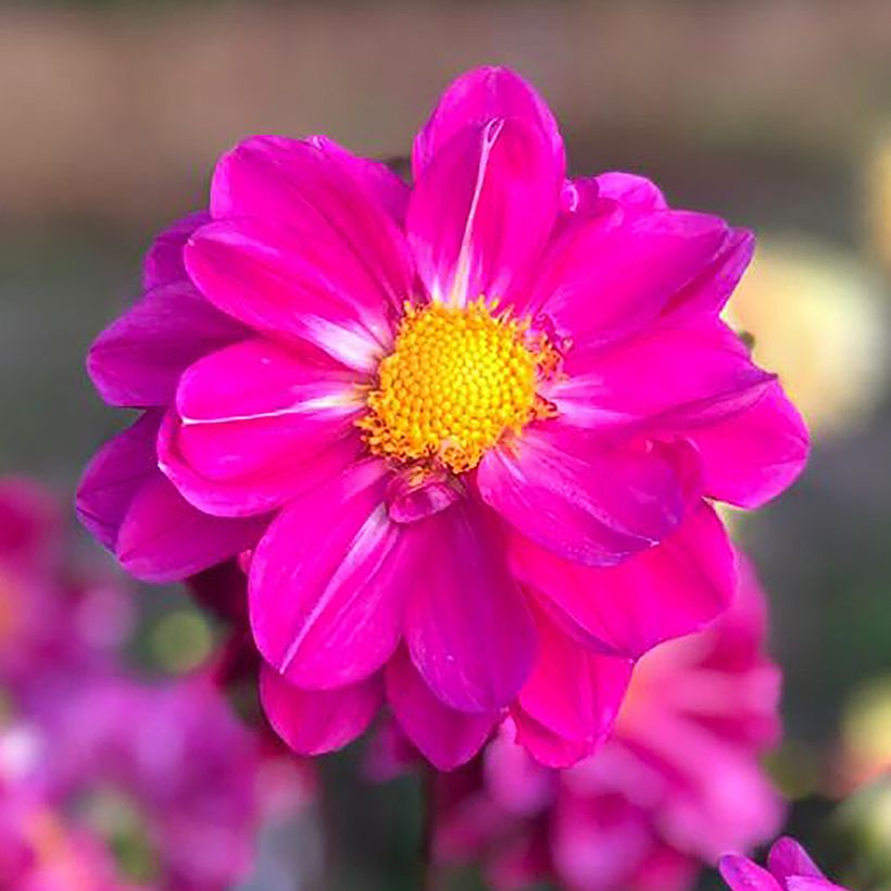 Dahlia Miracle Purple - perkdahlia (Bloei)