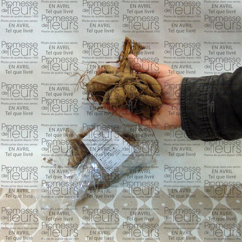 Voorbeeld van een exemplaar van Dahlia Priceless Pink - perkdahlia Bol kaliber I zoals geleverd