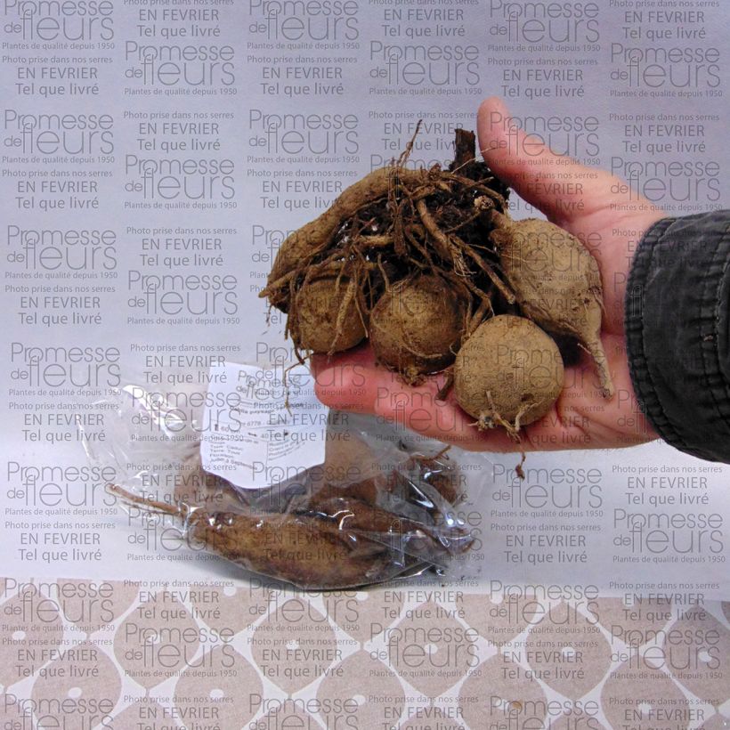 Voorbeeld van een exemplaar van Dahlia Sunshine - perkdahlia Bol kaliber I zoals geleverd