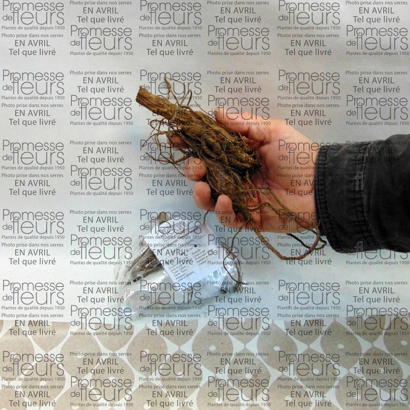 Voorbeeld van een exemplaar van Dahlia Twynings Smartie - perkdahlia Bol kaliber I zoals geleverd