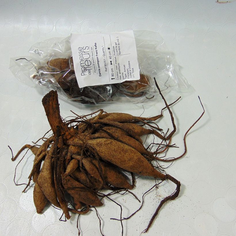 Voorbeeld van een exemplaar van Dahlia Franz Kafka - pompon dahlia Bol kaliber I zoals geleverd