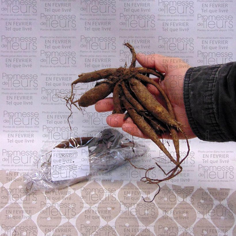 Voorbeeld van een exemplaar van Dahlia Icoon - pompon dahlia Bol kaliber I zoals geleverd