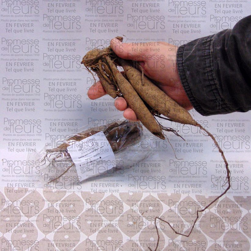 Voorbeeld van een exemplaar van Dahlia Black Jack - Semicactus dahlia Bol kaliber I zoals geleverd