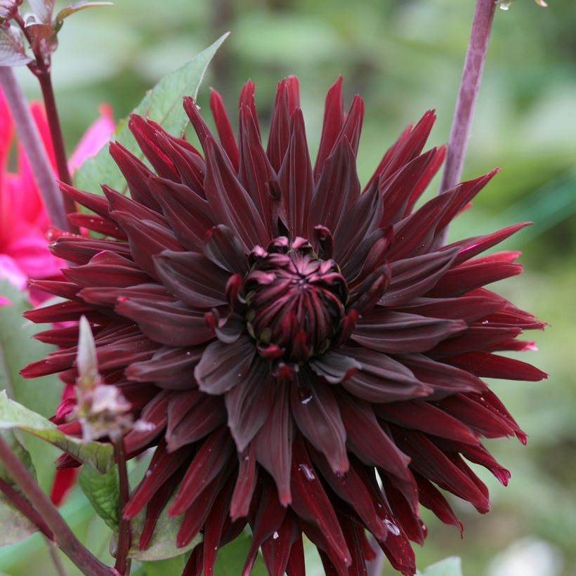 Dahlia Black Jack - Semicactus dahlia (Bloei)