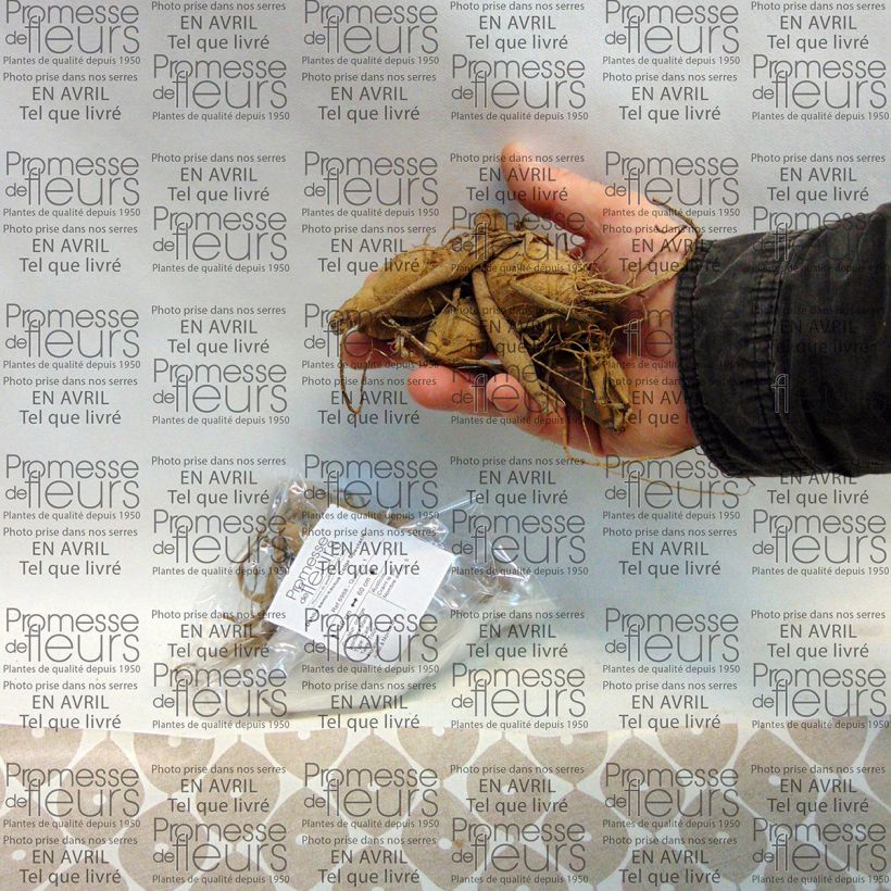 Voorbeeld van een exemplaar van Dahlia Color Spectacle - Semicactus dahlia Bol kaliber I zoals geleverd