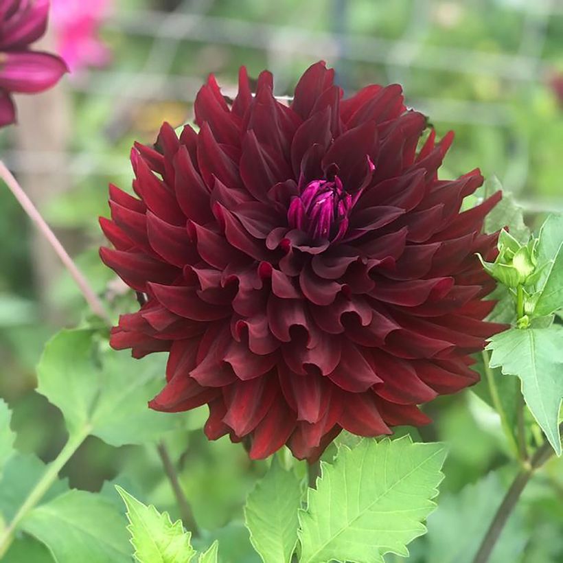 Dahlia Hollyhill Black Beauty - Semicactus dahlia (Bloei)