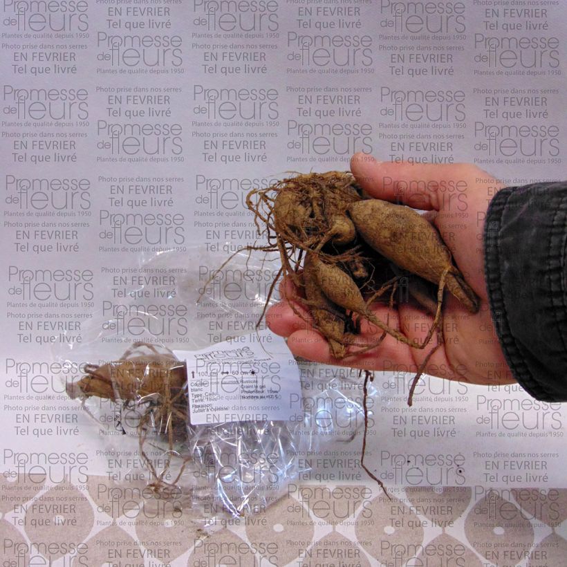 Voorbeeld van een exemplaar van Dahlia Okapi Sunset - Semicactus dahlia Bol kaliber I zoals geleverd