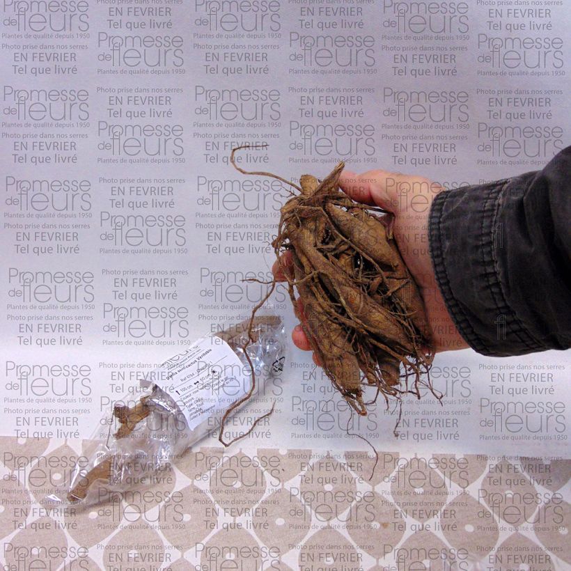 Voorbeeld van een exemplaar van Dahlia Veritable - semicactus dahlia Bol kaliber I zoals geleverd