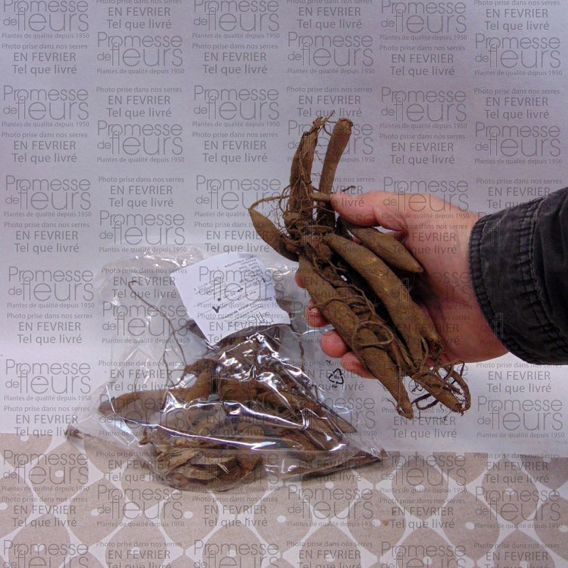 Voorbeeld van een exemplaar van Dahlia Wittemans Best - Semicactus dahlia Bol kaliber I zoals geleverd