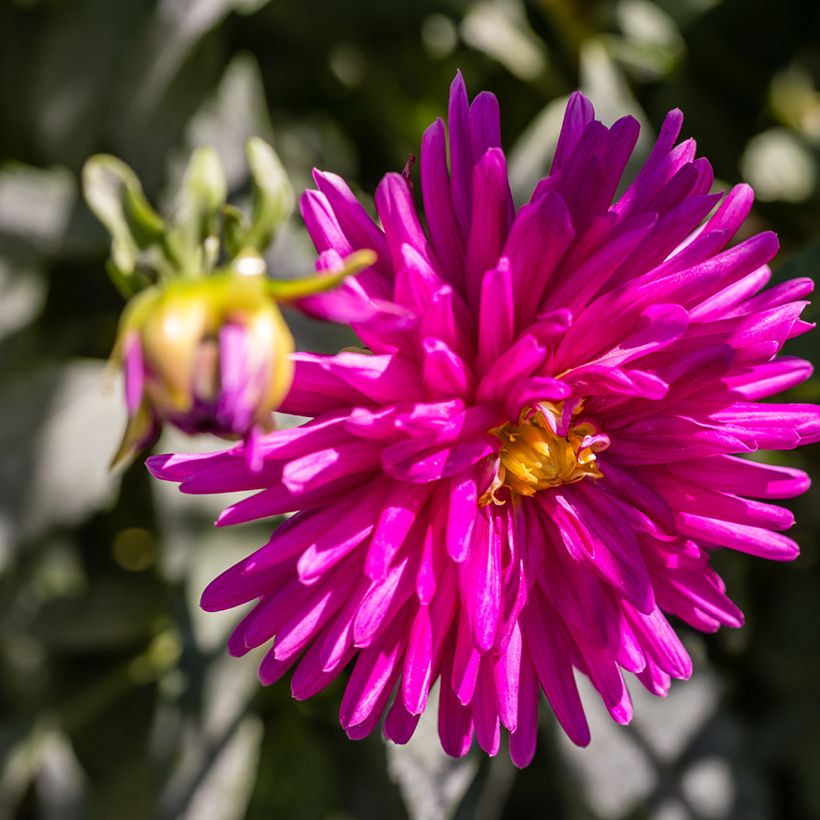 Dahlia Purple Gem - Semicactus dahlia (Bloei)