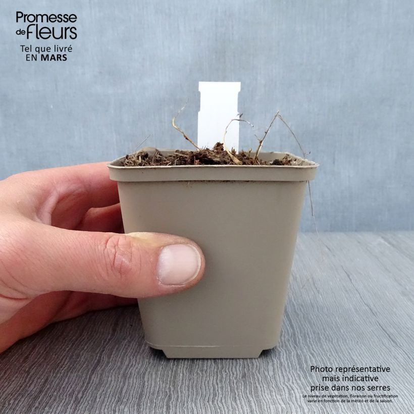 Exemplaar van Dalea candida - Prairieklaver Kweekpotje van 8/9 cm zoals geleverd in de lente