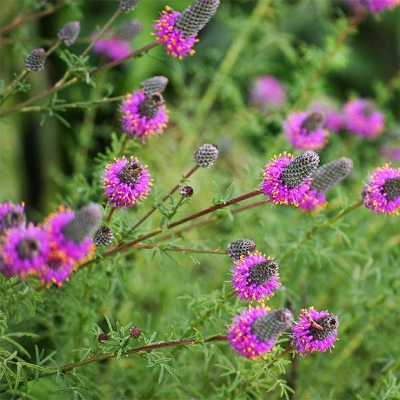 Dalea purpurea Stephanie - Prairieklaver (Bloei)