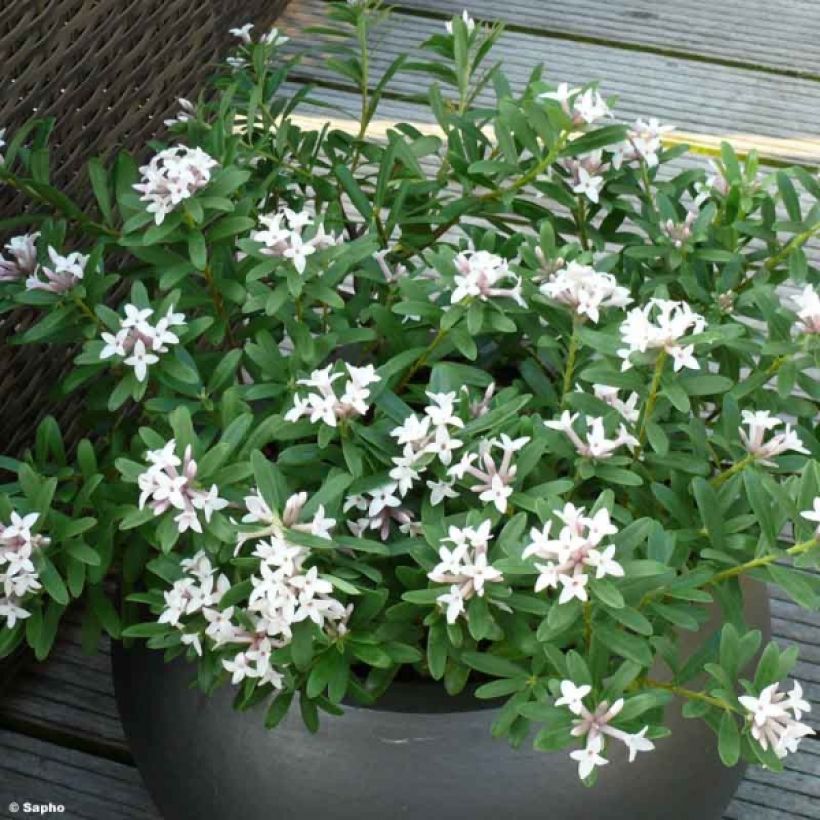 Daphne Eternal Fragrance - Peperboompje (Plant habit)