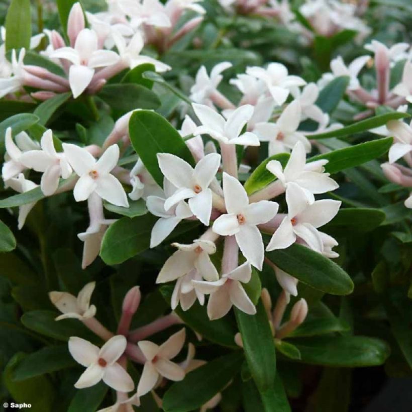 Daphne Eternal Fragrance - Peperboompje (Flowering)