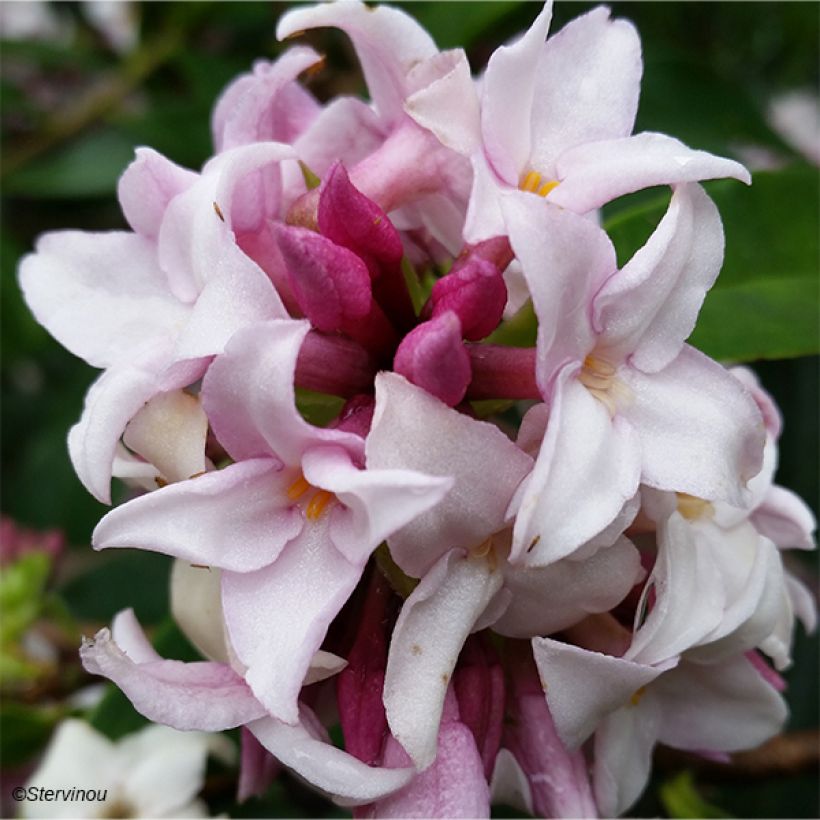 Daphne Perfume Princess - Peperboompje (Bloei)