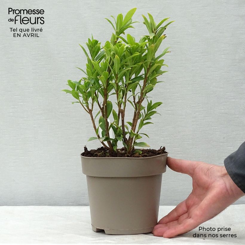 Exemplaar van Daphne Perfume Princess - Peperboompje Pot van 2 l/3 l zoals geleverd in de lente