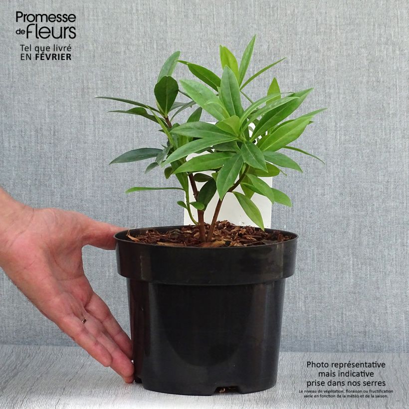 Exemplaar van Daphne Perfume Princess - Peperboompje Pot van 2 l/3 l zoals geleverd in de herfst