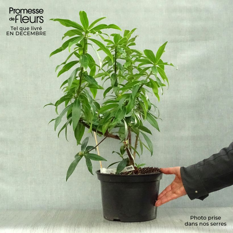 Exemplaar van Daphne Perfume Princess - Peperboompje Pot van 7,5 l/10 l zoals geleverd in de winter