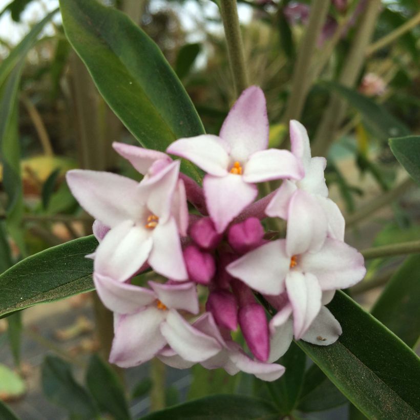 Daphne Spring Beauty - Peperboompje (Bloei)