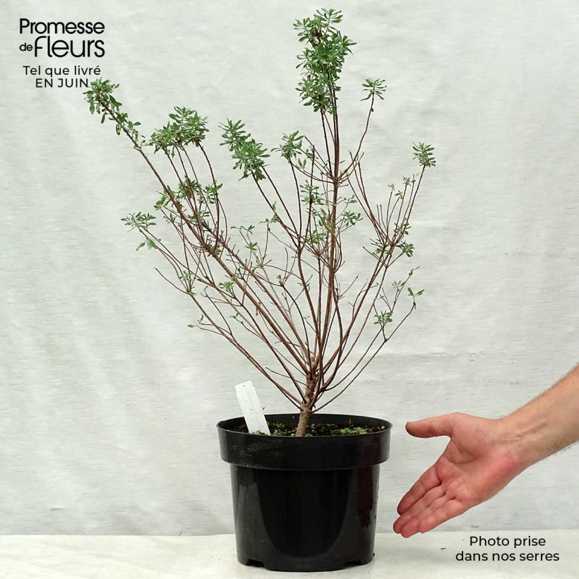 Exemplaar van Daphne burkwoodii Somerset - Peperboompje Pot van 4 l/5 l zoals geleverd in de zomer