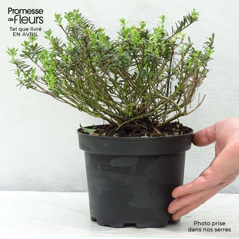 Example of Daphne cneorum - Peperboompje Pot van 2 l/3 l as you get in printemps