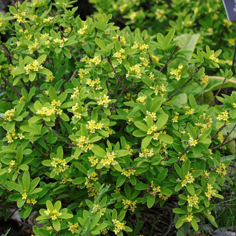 Daphne gemmata Royal Crown - Peperboompje (Groeiplaats)
