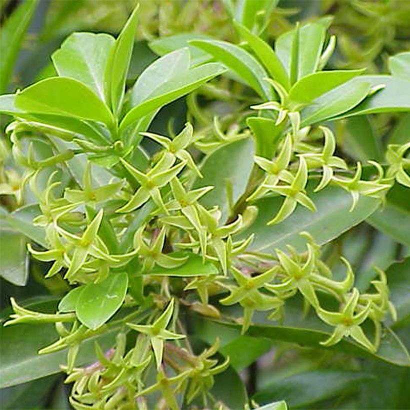 Daphne laureola Philippi - Zwart peperboompje (Bloei)