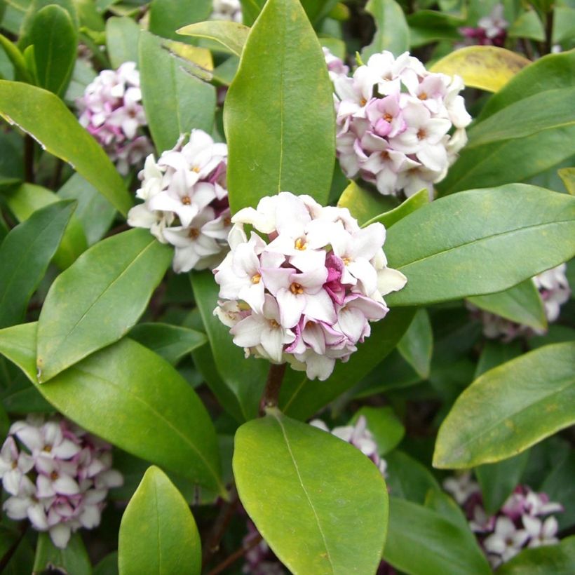 Daphne odora - Peperboompje (Foliage)