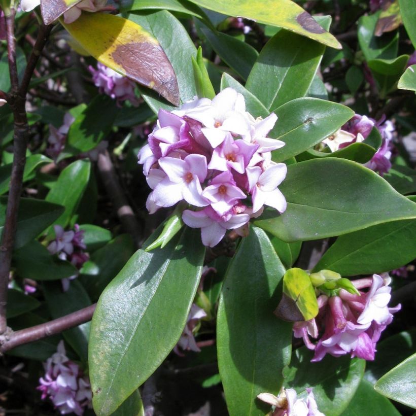 Daphne odora - Peperboompje (Flowering)