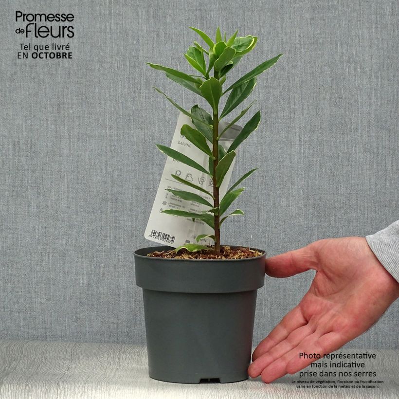 Exemplaar van Daphne odora Aureomarginata - Peperboompje Pot van 2 l/3 l zoals geleverd in de herfst