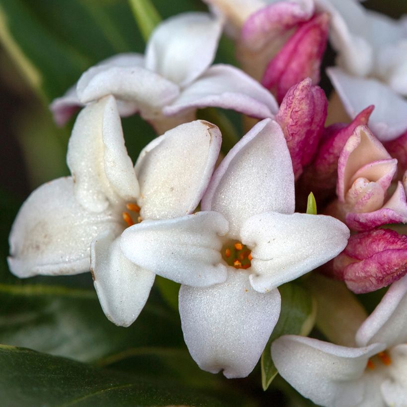 Daphne odora Aureomarginata - Peperboompje (Bloei)