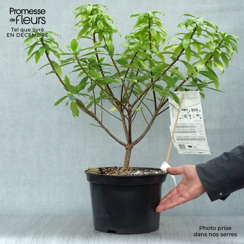 Exemplaar van Daphne odora Aureomarginata - Peperboompje Pot van 7,5 l/10 l zoals geleverd in de winter