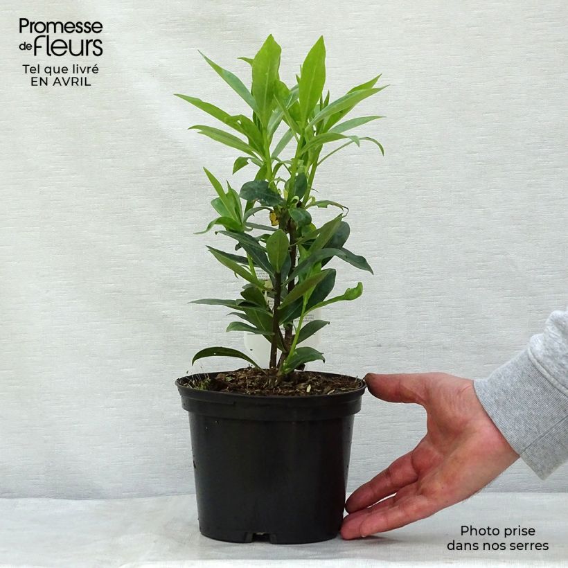 Example of Daphne odora - Peperboompje Pot van 1 l/1,5 l as you get in printemps
