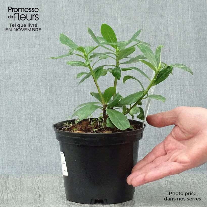 Exemplaar van Daphne odora - Peperboompje Pot van 1 l/1,5 l zoals geleverd in de herfst