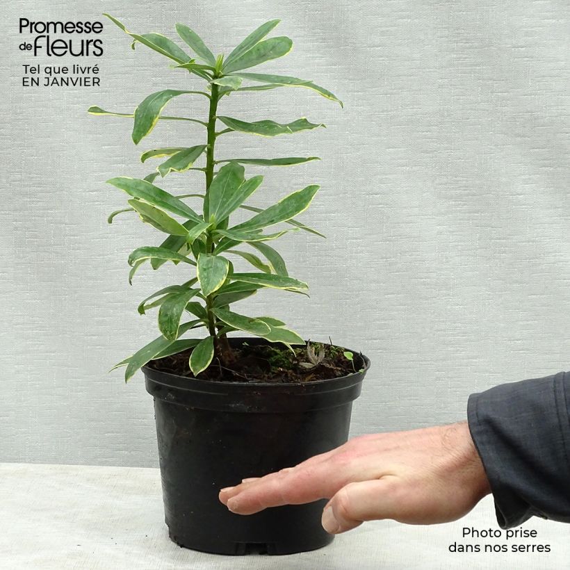 Exemplaar van Daphne odora Maejima - Peperboompje Pot van 2 l/3 l zoals geleverd in de winter