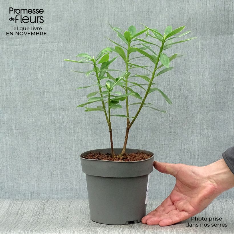 Exemplaar van Daphne odora Marianni - Peperboompje Pot van 2 l/3 l zoals geleverd in de herfst