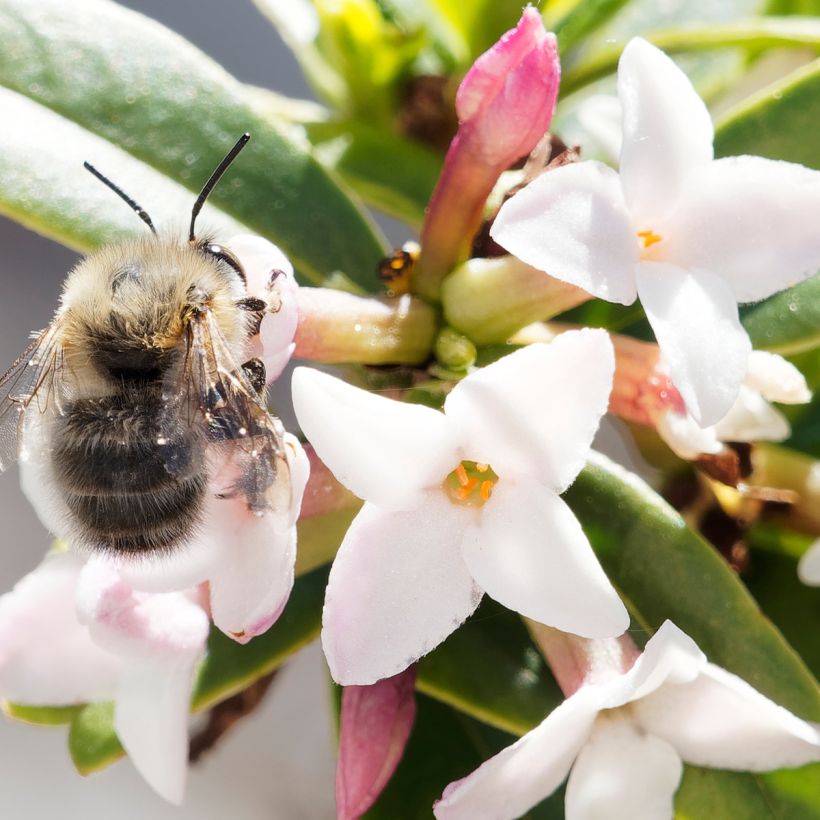 Daphne retusa - Peperboompje (Bloei)