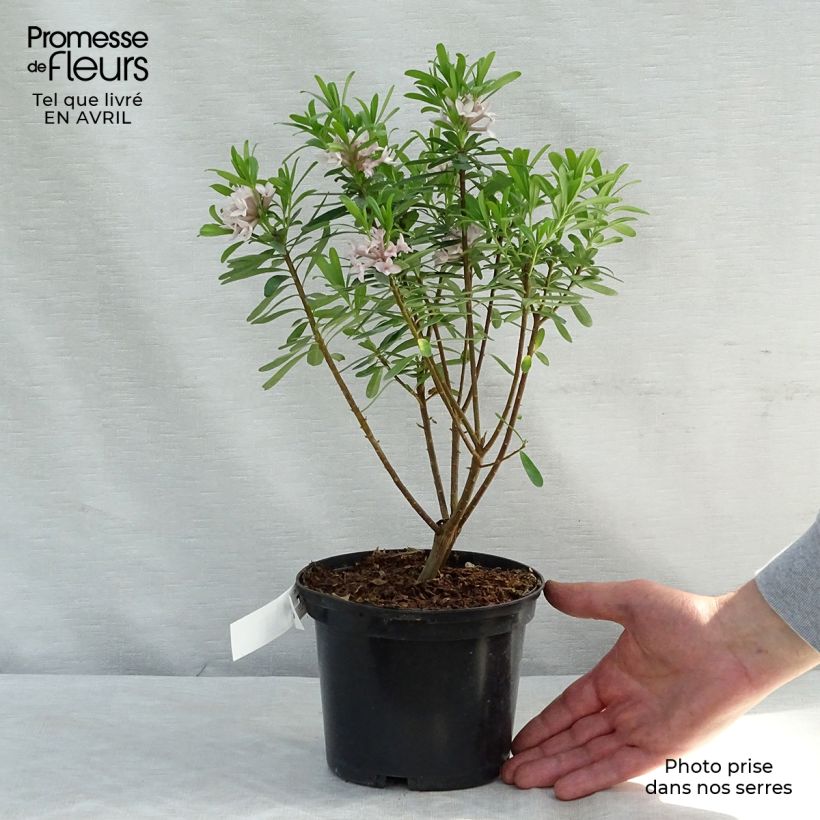 Example of Daphne Eternal Fragrance - Peperboompje Pot van 2 l/3 l as you get in printemps