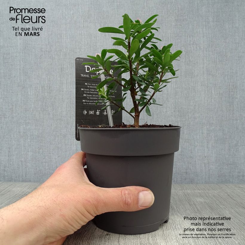 Example of Daphne Eternal Fragrance - Peperboompje Pot van 1 l/1,5 l as you get in printemps