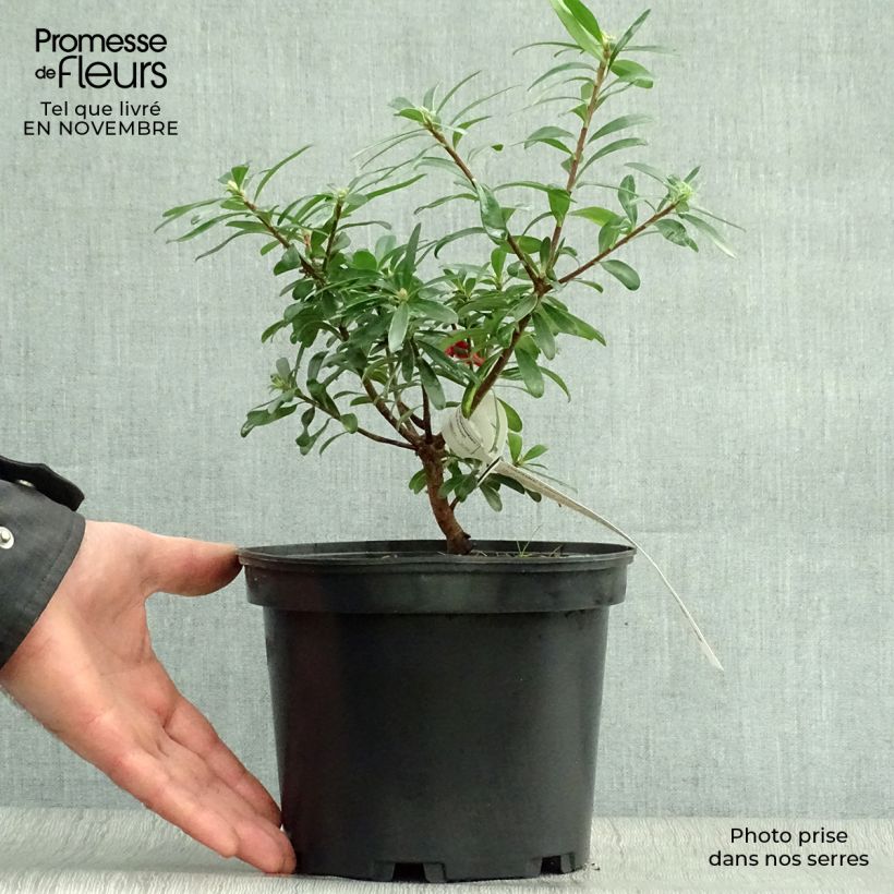 Exemplaar van Daphne Eternal Fragrance - Peperboompje Pot van 2 l/3 l zoals geleverd in de herfst