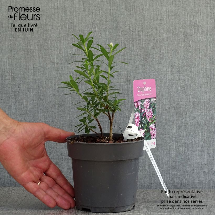 Exemplaar van Daphne Eternal Fragrance - Peperboompje Pot van 2 l/3 l zoals geleverd in de zomer