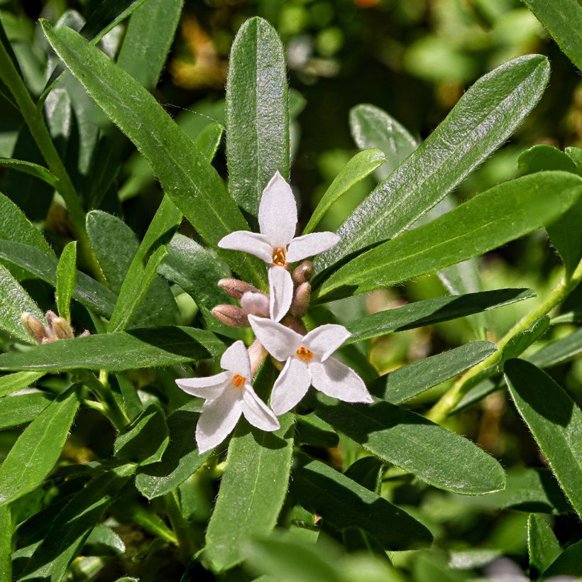 Daphne Eternal Fragrance - Peperboompje (Bloei)