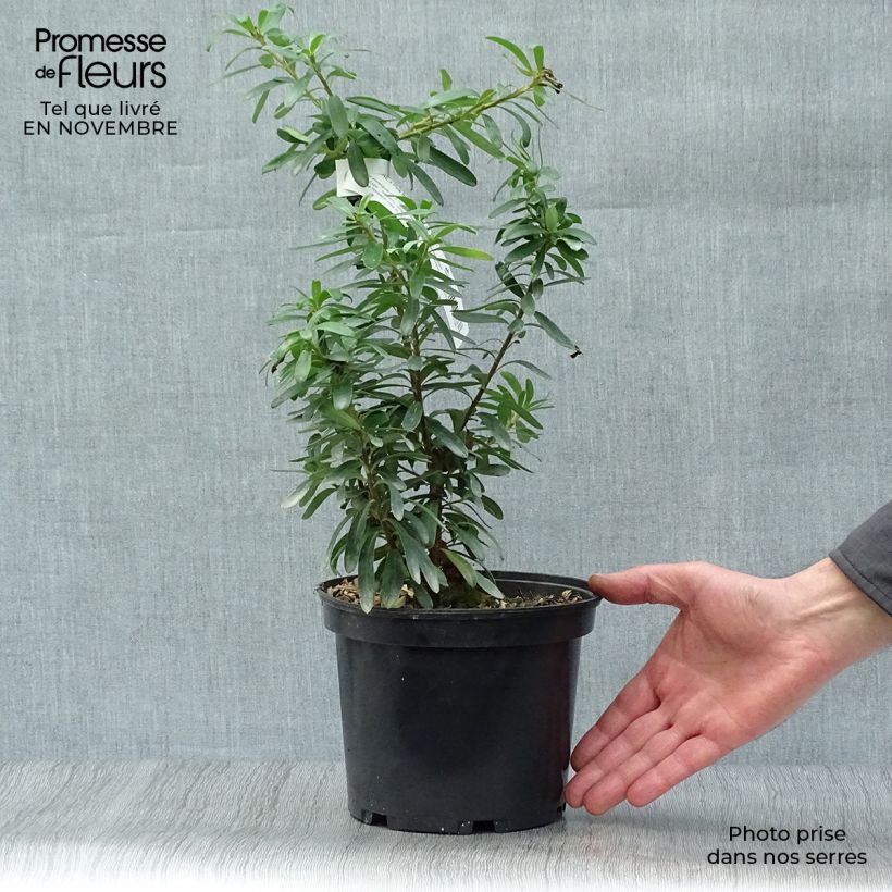 Exemplaar van Daphne transatlantica Pink Fragrance Pot van 2 l/3 l zoals geleverd in de herfst